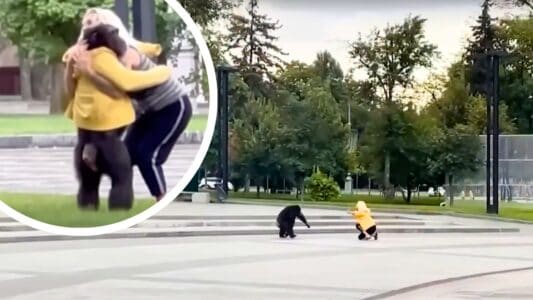 Escaped Chimpanzee Convinced to Return to Zoo with the Help of a Bicycle and Raincoat