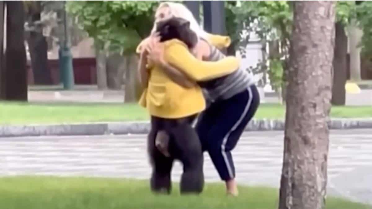 escaped chimpanzee return