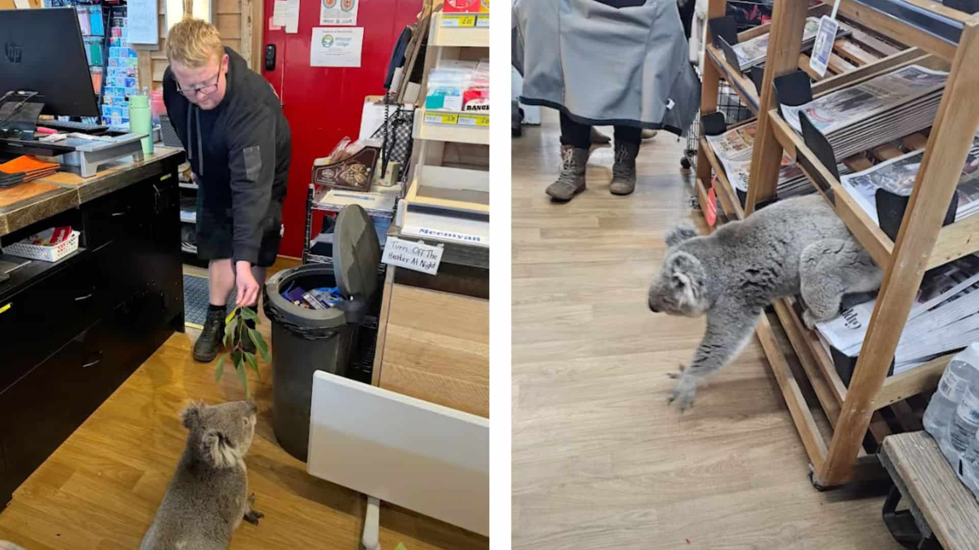 koala escorted from supermarket