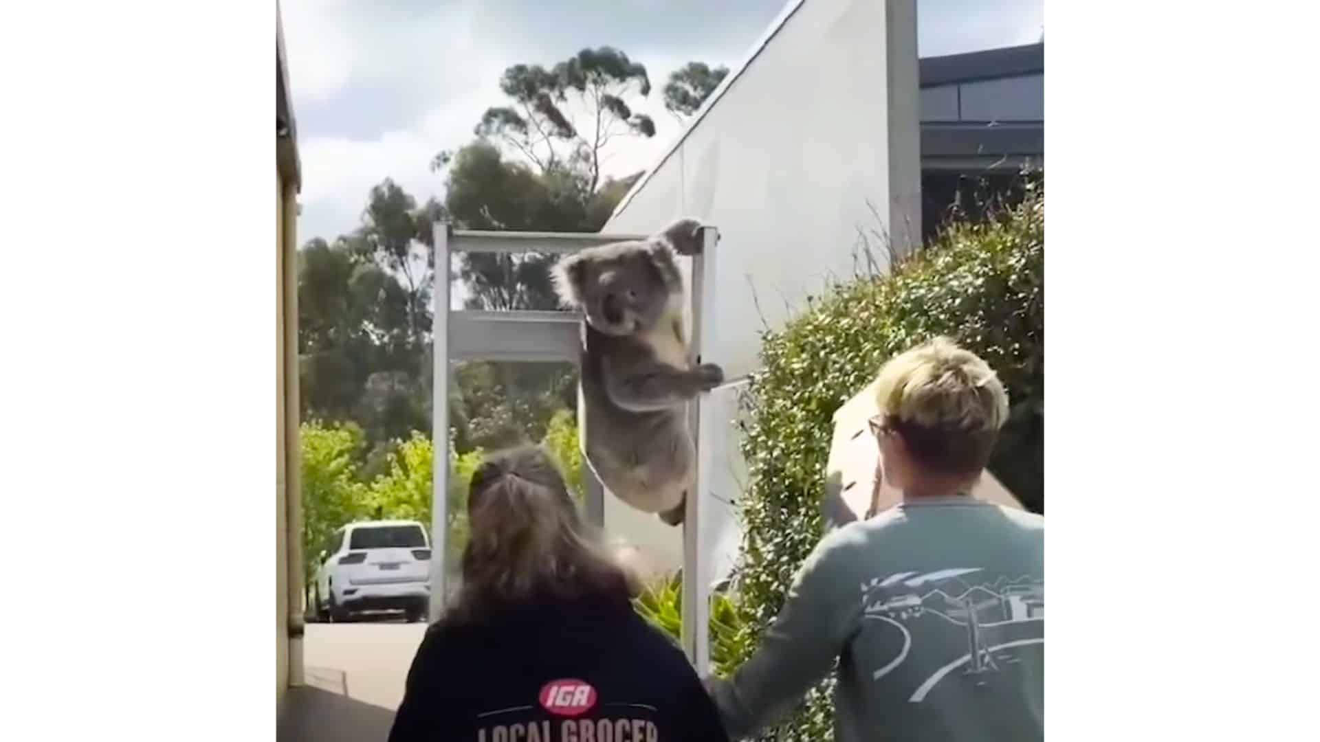 koala escorted from supermarket