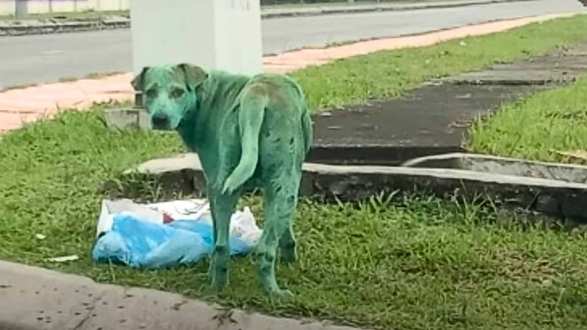 dog painted green