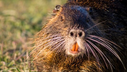 5 Signs You Have a Rodent Infestation (And How to Act Fast)