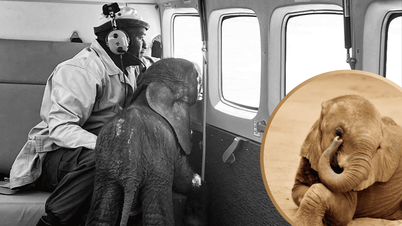Abandoned Baby Elephant Rescued from Well Gets an Airplane ...
