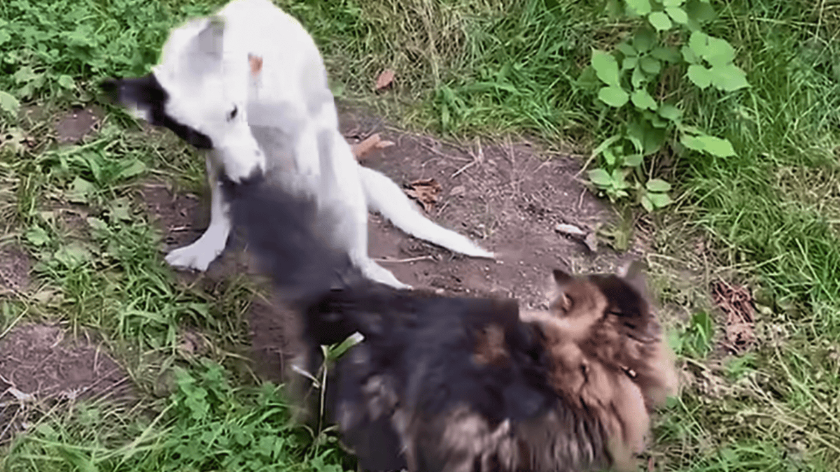 Mia pulling Dino's tail