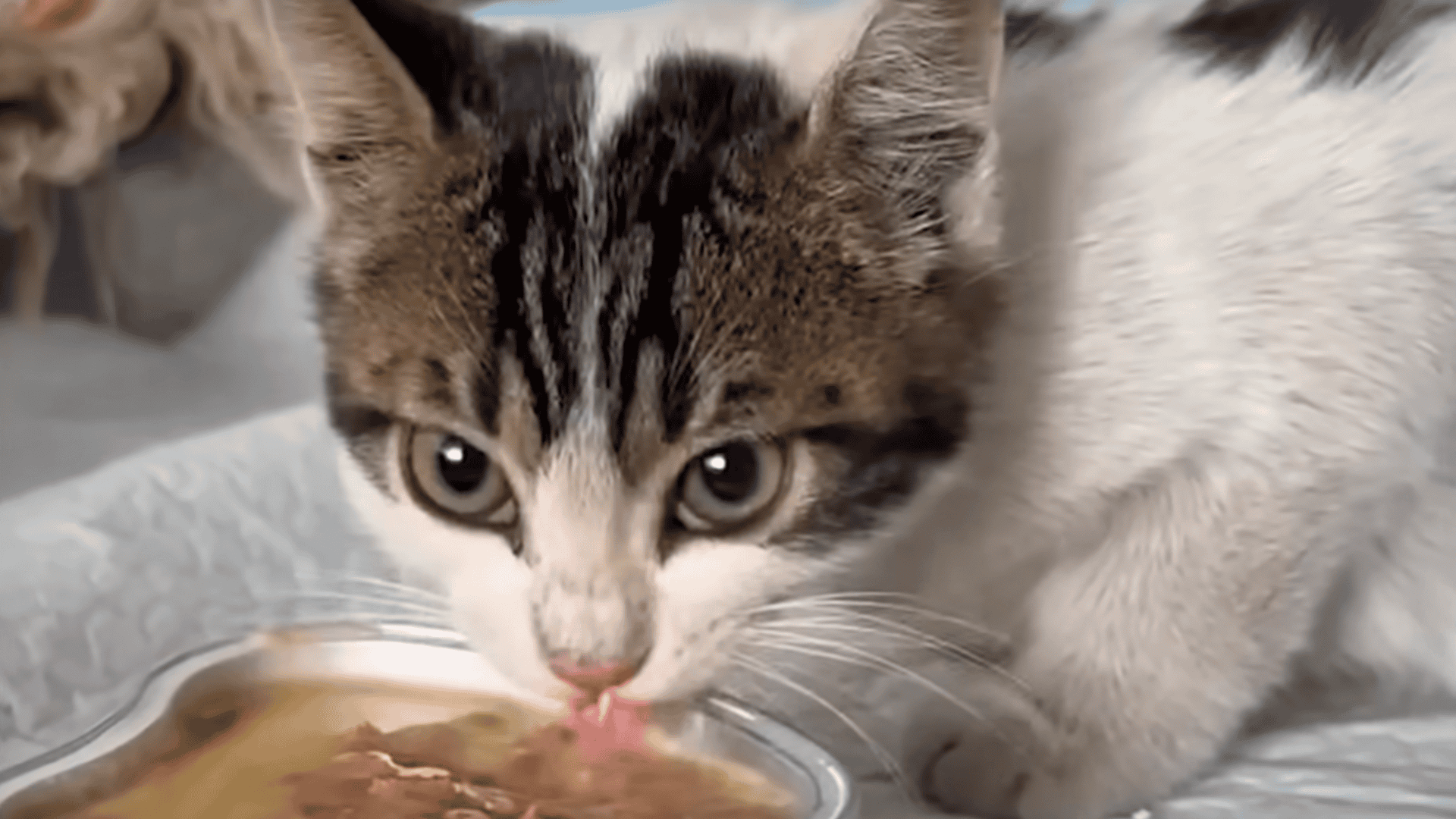Making him feel safe enough to eat.