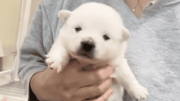 Puppy Left at Shelter Tried to Hide but Now Loves Love