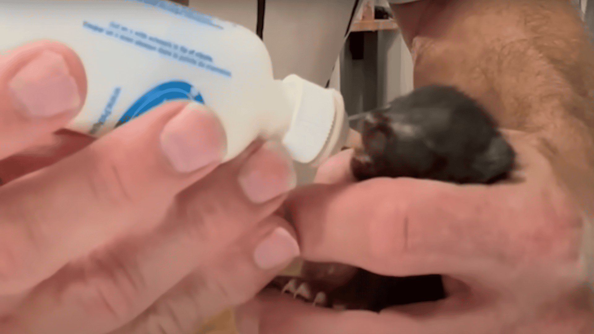 Javi getting bottle-fed