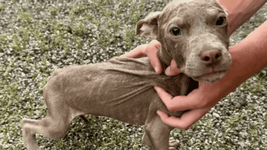 Puppies Abandoned on Thrown-Out Mattress Never Left Each Other&rsquo;s Side
