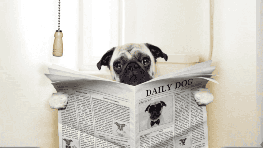 Digestion in Animals: Different Systems for Different Diets
