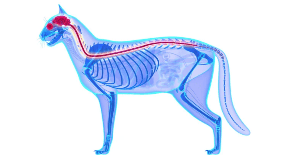 Cat's nervous system