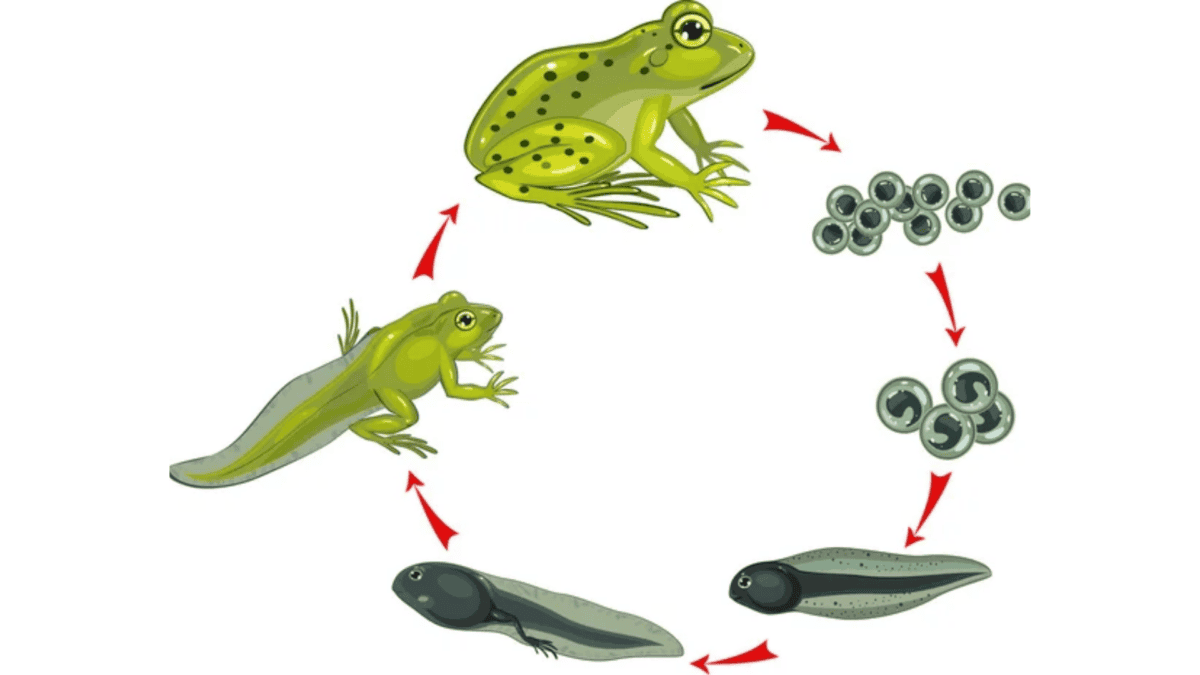 Life cycle of frog