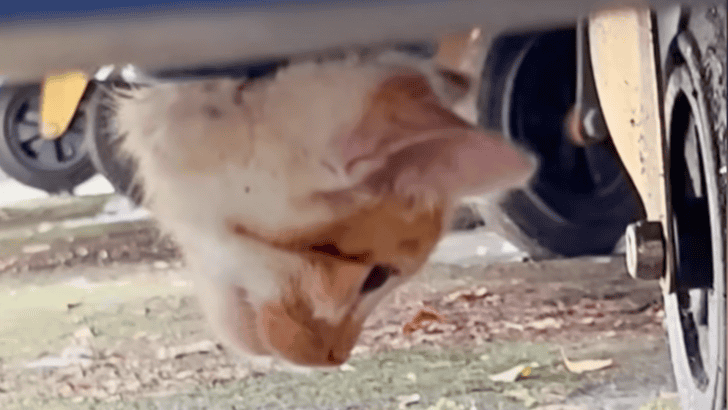 Crying Kitten Stuck in a Dumpster Finally Free