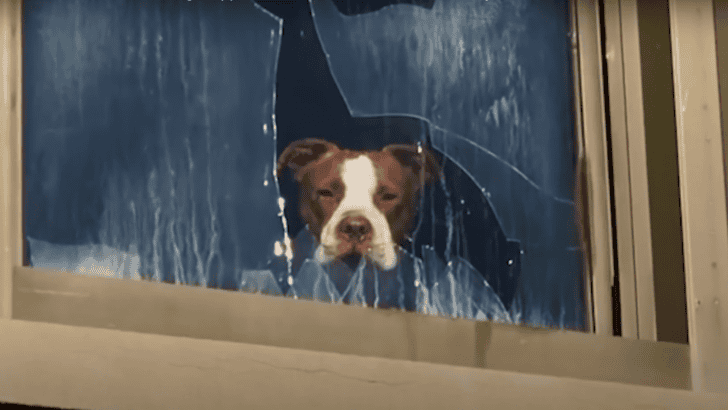 Pittie Rescued After Being Trapped in an Abandoned School for Days