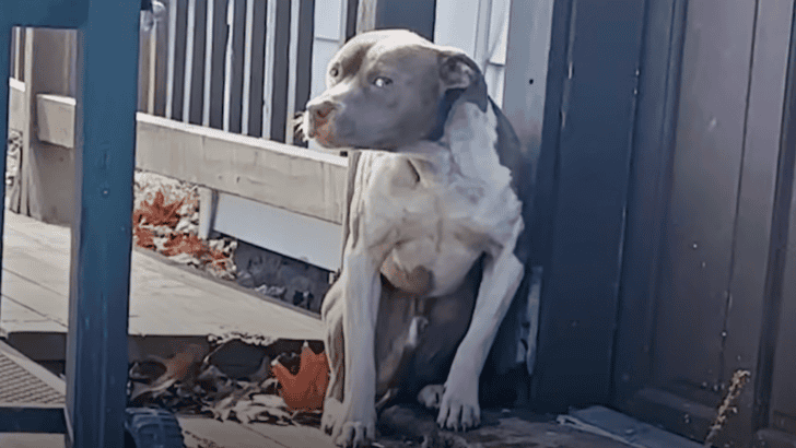 Frost-Bitten Pittie Was So Scared When People Found Him