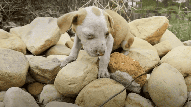 Puppy Who Couldn’t Stop Shaking Loves Wrestling with a Cat