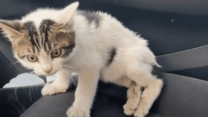 Kitten Who Couldn’t Walk Changes Rescuer’s Life