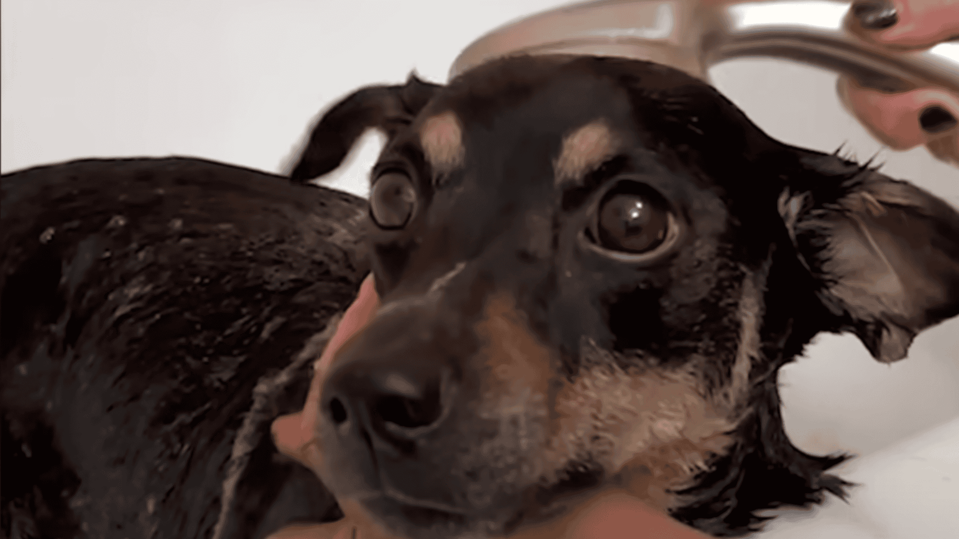 Aster getting her first bath
