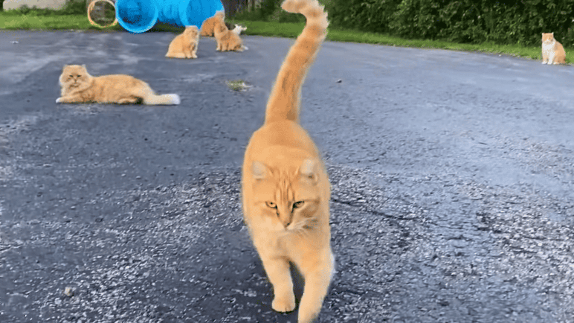 A few of the 16 cats that belonged to the house