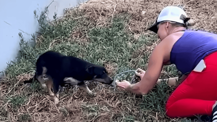 Woman Spots Scared Dog Living on Busy Highway for Years