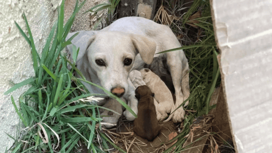 Rescuers Find Dog Hiding Under Bushes With An Adorable Secret