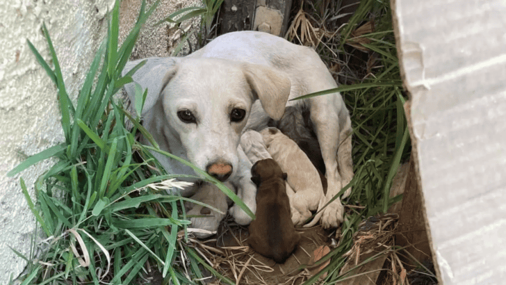 Rescuers Find Dog Hiding Under Bushes With An Adorable Secret