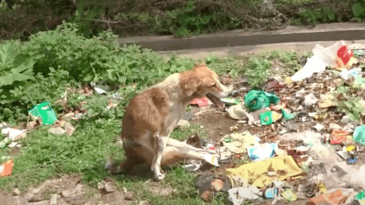 Paralyzed Dog Found in Trash with Back Legs Tied Together