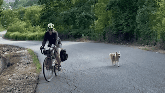 Stray Dog Chases Couple for Miles in Montenegro