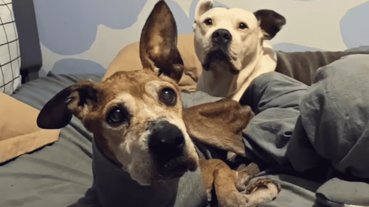 Mila made friends with the other senior dogs