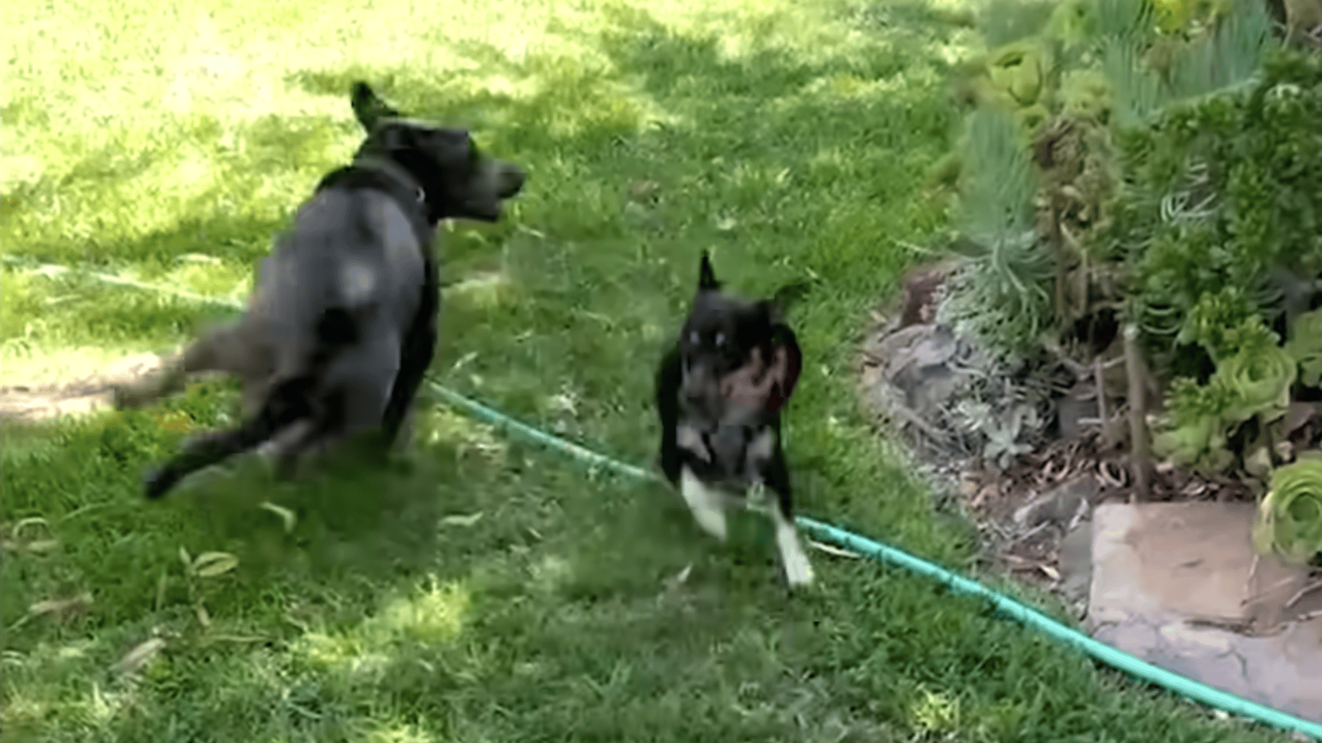 Aster and Nico playing and letting loose in the garden