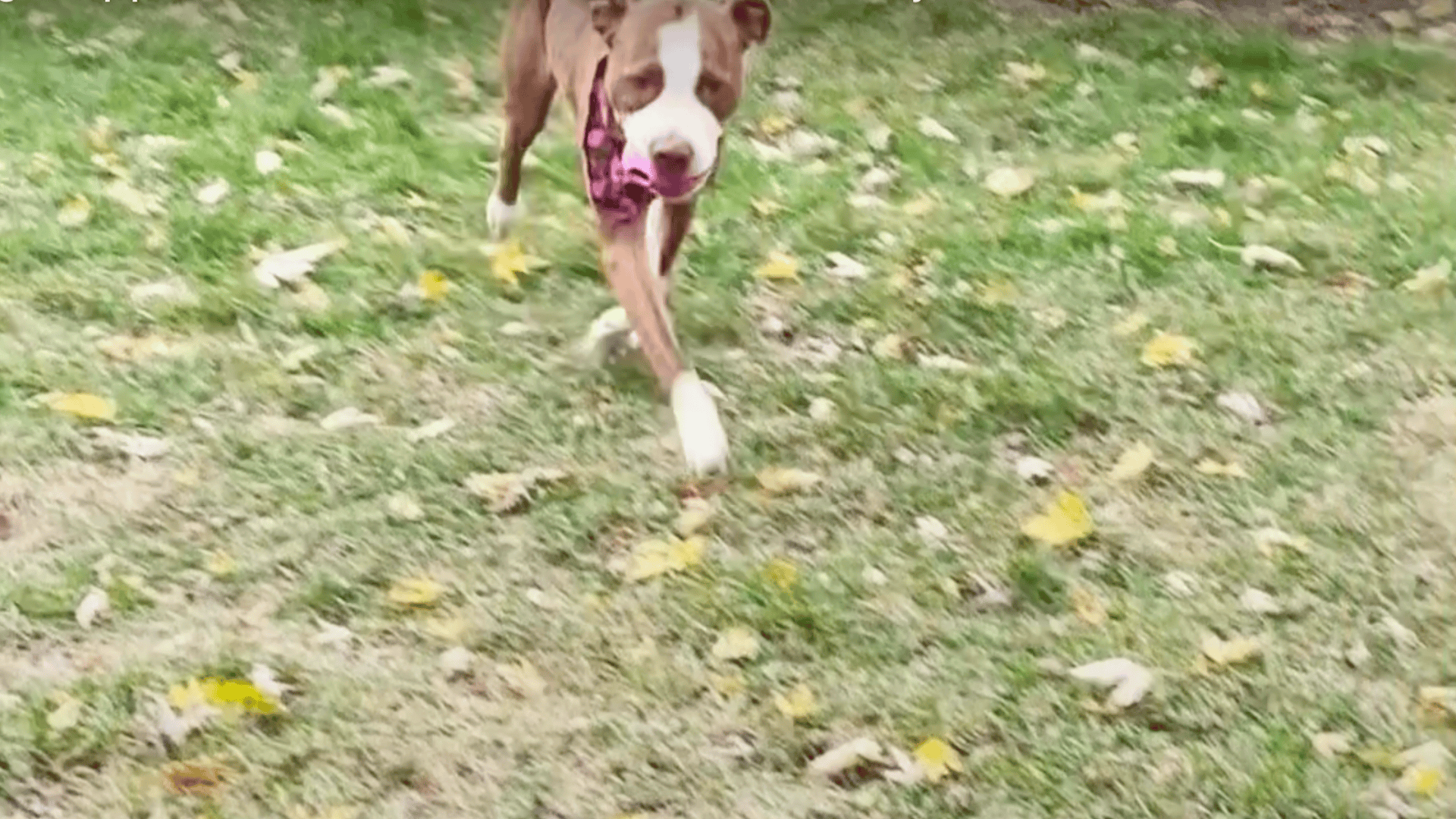 Playing in his new forever home