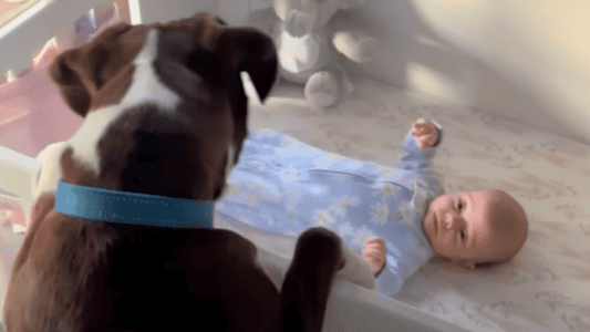Boxers Jump on Their Sisters Crib to Greet Her Every Morning