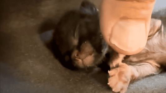 Preemie Kitten Loves Being Held Like A Baby
