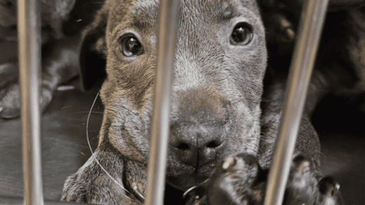 11 Abandoned Puppies Beg Shelter Visitors to Take Them Home