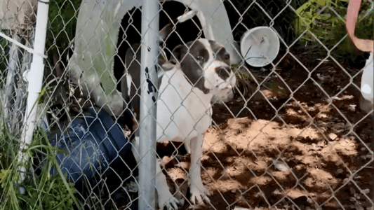 Pittie Who Grew Up in a Cage Does a Happy Dance Once She&rsquo;s Rescued