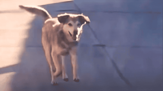 Stray Dog Chases After Woman&rsquo;s Taxi Until She Stops