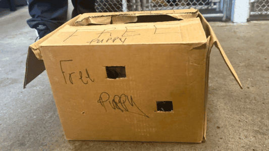 Puppy Waits Inside Cardboard Box, Hoping Someone Sees Her