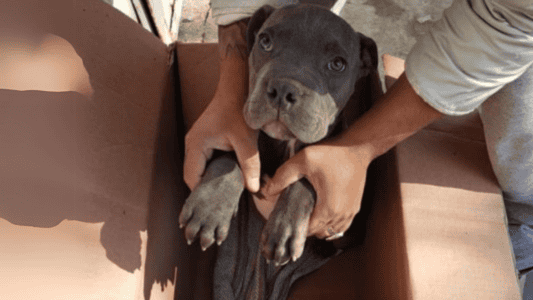 Rescuers Were in Disbelief to Find Dog in a Box and a Small Note