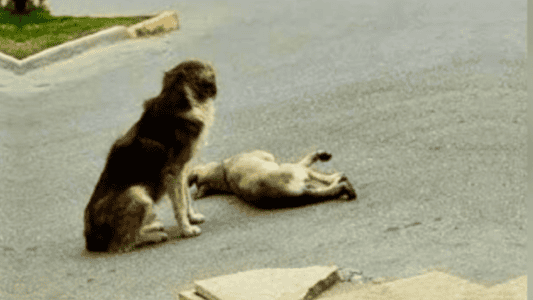 Devoted Pup Refuses to Leave Injured Friend&rsquo;s Side After Tragic Accident