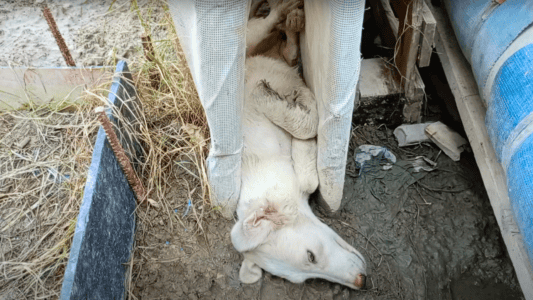 Stray Puppy Rescued from Being Trapped in a Fence
