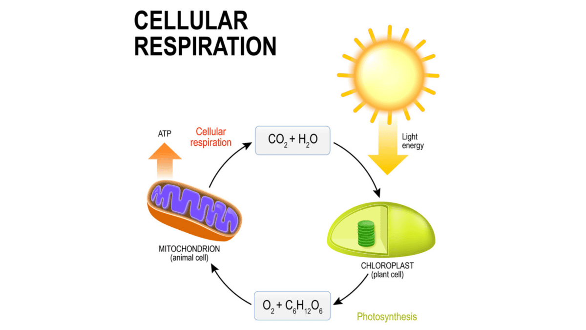 Cellular respiration