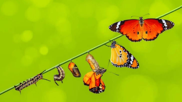 Metamorphosis: The Fascinating Life Cycle Transformation