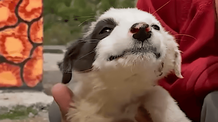 Dog Has the Biggest Smile on Her Face After Being Rescued