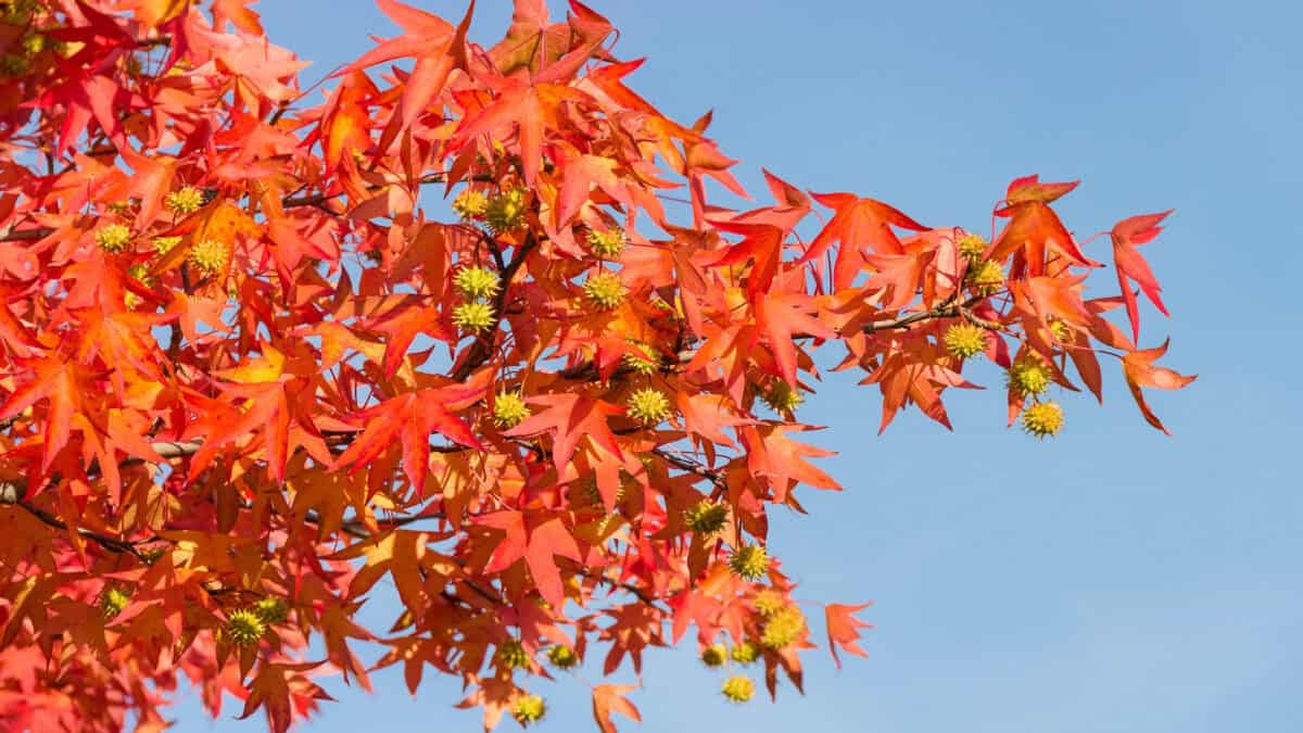 Sweetgum tree with bright red leaves.
