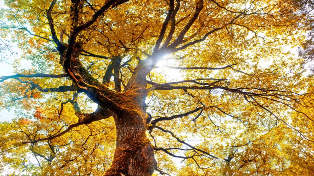 Beech tree in autumn.