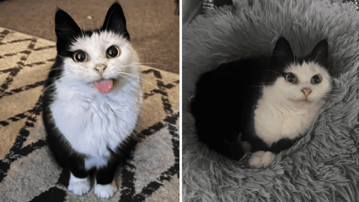 How Feral Cat With Cartoon Eyes Went from the Streets to a Loving Home in 1 Year