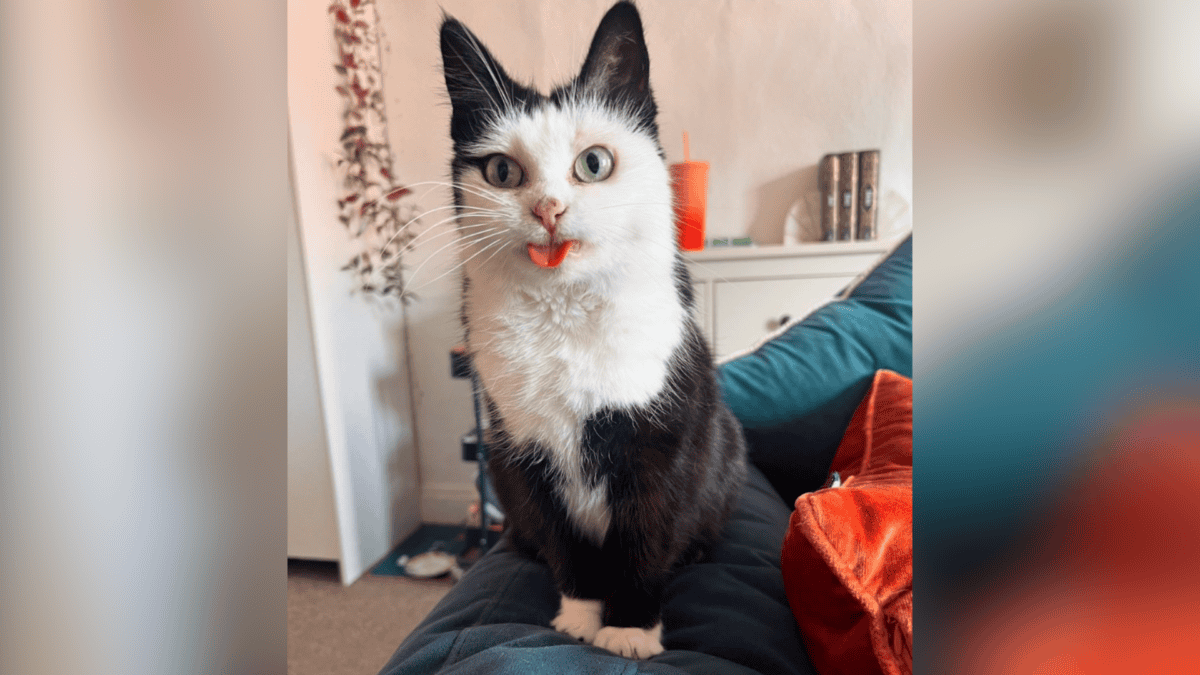 Cartoon-like cat with her tongue out.