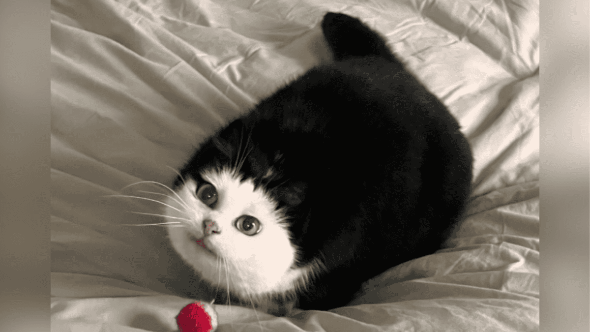 Cat with black ears looks like a cartoon.