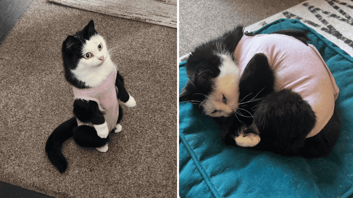 Beloved cartoon-like cat in her favorite clothes.