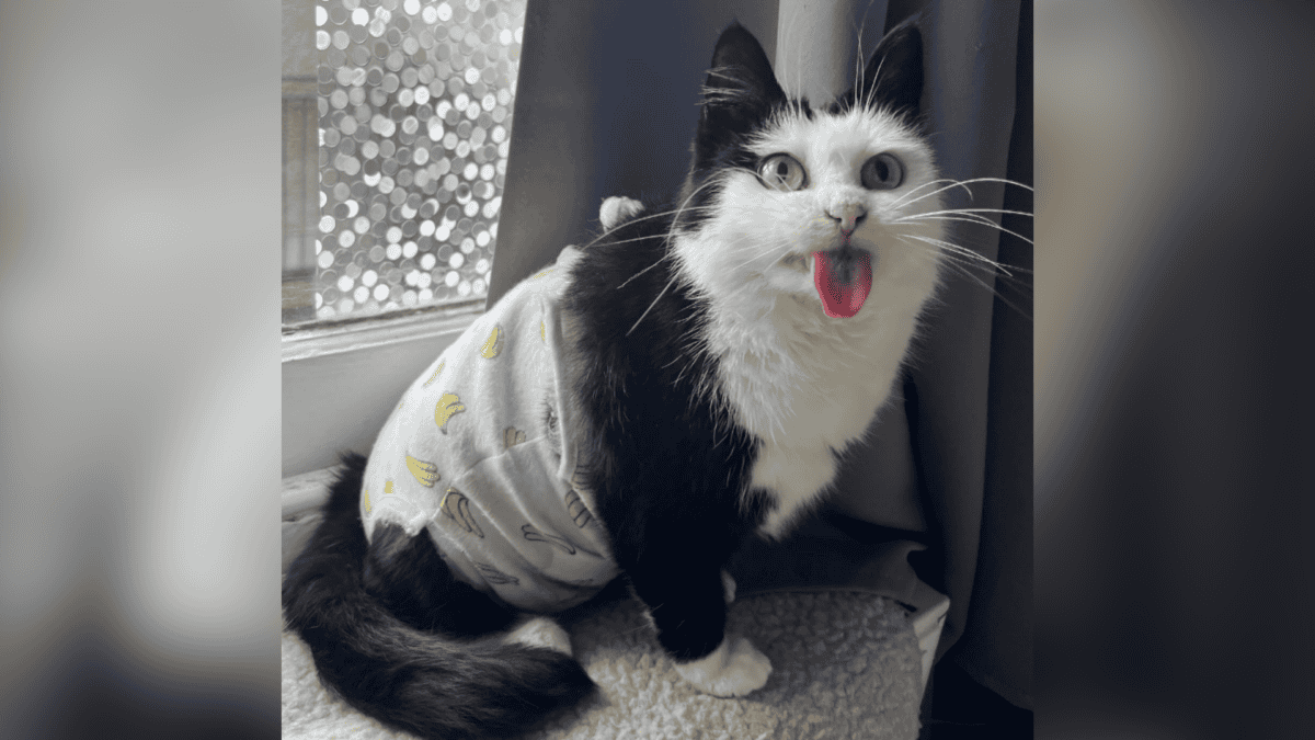 Cartoon-like cat went viral for his unique expressions.