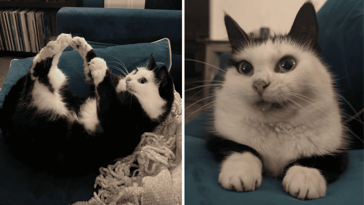 Cartoon-like cat loved for her quirkiness
